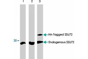Western blot analysis using SSU72 polyclonal antibody  on MCF-7 (1), COS-7 (2) and COS-7 cells transfected with HA-Tagged SSU72 protein (3). (SSU72 Antikörper)