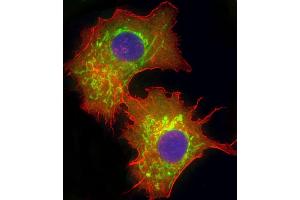 Immunofluorescence (IF) image for anti-Glutaminase (GLS) (AA 516-545), (C-Term) antibody (ABIN652757)
