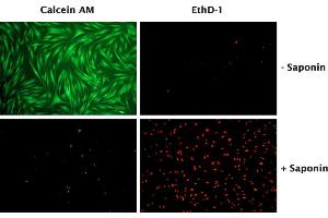 Viability of Human Foreskin Fibroblasts. (CytoSelect™ Cell Viability and Cytotoxicity Assay)