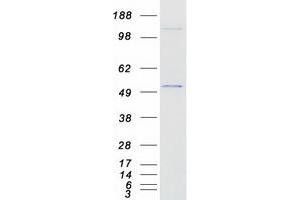 Western Blotting (WB) image for GATA Binding Protein 2 (GATA2) (Transcript Variant 2) protein (Myc-DYKDDDDK Tag) (ABIN2721720)