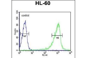 CZA1 Antibody (N-term) 7488a flow cytometric analysis of HL-60 cells (right histogram) compared to a negative control cell (left histogram). (CAPZA1 Antikörper  (N-Term))