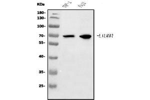 Western blot analysis of LILRB1 using anti-LILRB1 antibody (ABIN7601409).