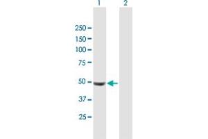 Western Blot analysis of UCKL1 expression in transfected 293T cell line by UCKL1 MaxPab polyclonal antibody.