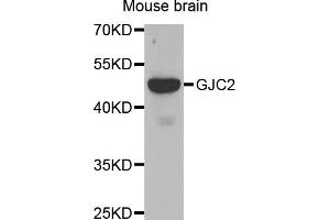 Western blot analysis of extracts of mouse brain, using GJC2 antibody (ABIN5971490) at 1/500 dilution. (GJC2 Antikörper)