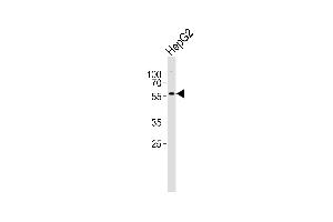 Western blot analysis of lysate from HepG2 cell line, using GABRA3 Antibody (N-term) (ABIN6243668 and ABIN6577470). (GABRA3 Antikörper  (N-Term))