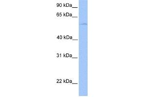 WB Suggested Anti-PHF1 Antibody Titration:  0. (PHF1 Antikörper  (C-Term))
