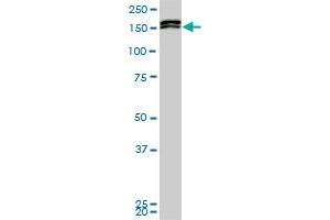MLLT10 monoclonal antibody (M01), clone 6H8. (MLLT10 Antikörper  (AA 695-793))