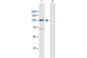 Western Blot analysis of ITGB6 expression in transfected 293T cell line by ITGB6 MaxPab polyclonal antibody.