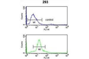 Flow Cytometry (FACS) image for anti-Sjogren Syndrome Antigen B (SSB) antibody (ABIN3001636) (SSB Antikörper)