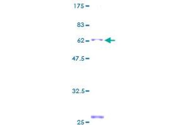 PSTPIP2 Protein (AA 1-312) (GST tag)