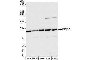 Western Blotting (WB) image for anti-Bicaudal D Homolog 2 (BICD2) (AA 375-425) antibody (ABIN7450032)