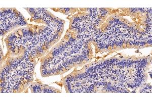 Detection of MUC2 in Porcine Small intestine Tissue using Polyclonal Antibody to Mucin 2 (MUC2) (MUC2 Antikörper  (AA 36-351))
