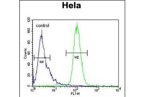 INT10 Antibody (C-term) (ABIN653879 and ABIN2843127) flow cytometric analysis of Hela cells (right histogram) compared to a negative control cell (left histogram). (INTS10 Antikörper  (C-Term))