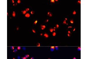 Immunofluorescence analysis of HeLa cells using FXN / FRataxin Polyclonal Antibody at dilution of 1:100 (40x lens). (Frataxin Antikörper)