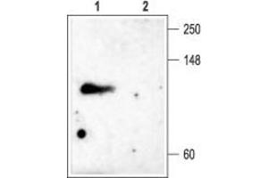 Western blot analysis of rat brain membranes: - 1. (Kv3.4 Antikörper  (Intracellular, N-Term))
