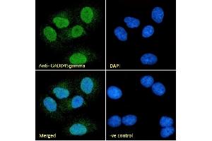 (ABIN334406) Immunofluorescence analysis of paraformaldehyde fixed A549 cells, permeabilized with 0. (GADD45G Antikörper  (Internal Region))