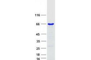 Western Blotting (WB) image for GTPase Activating Protein (SH3 Domain) Binding Protein 1 (G3BP1) (Transcript Variant 1) protein (Myc-DYKDDDDK Tag) (ABIN2721520)
