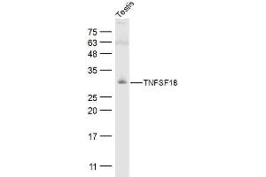 Image no. 6 for anti-Tumor Necrosis Factor (Ligand) Superfamily, Member 18 (TNFSF18) (AA 101-199) antibody (ABIN740535)