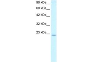Western Blotting (WB) image for anti-Polymerase (DNA Directed), epsilon 3 (p17 Subunit) (POLE3) antibody (ABIN2460641) (POLE3 Antikörper)