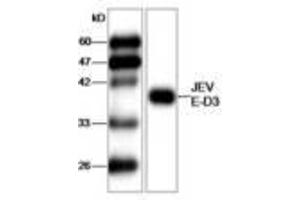 Image no. 1 for anti-Japanese Encephalitis Virus (JEV) (AA 291-402) antibody (ABIN791590) (Japanese Encephalitis Virus (JEV) (AA 291-402) Antikörper)