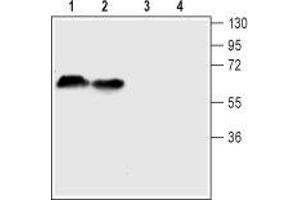 Western blot analysis of mouse (lanes 1 and 3) and rat (lanes 2 and 4) brain lysates: - 1-2.