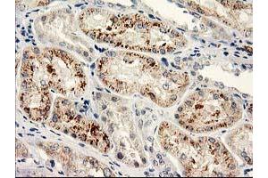 Immunohistochemical staining of paraffin-embedded Human Kidney tissue using anti-NAPEPLD mouse monoclonal antibody. (NAPEPLD Antikörper)