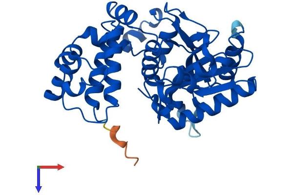 POLB Protein (AA 1-335) (His tag)