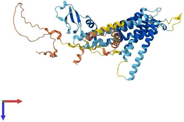 TMEM39B Protein (AA 1-492) (His tag)