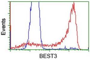 HEK293T cells transfected with either RC218436 overexpress plasmid (Red) or empty vector control plasmid (Blue) were immunostained by anti-BEST3 antibody (ABIN2452806), and then analyzed by flow cytometry. (Bestrophin 3 Antikörper)