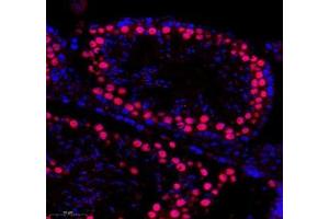 Immunofluorescence of paraffin embedded mouse testis using SLBP (ABIN7075733) at dilution of 1: 650 (300x lens) (SLBP Antikörper)