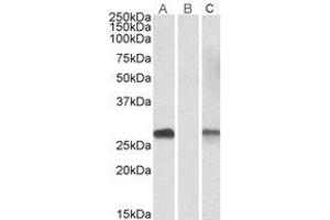 Western Blotting (WB) image for anti-DPY30 Domain Containing 1 (DYDC1) (Internal Region) antibody (ABIN2464597) (DYDC1 Antikörper  (Internal Region))