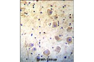 Kallikrein 6(KLK6) Antibody immunohistochemistry analysis in formalin fixed and paraffin embedded human brain tissue followed by peroxidase conjugation of the secondary antibody and DAB staining. (Kallikrein 6 Antikörper  (AA 126-156))
