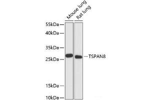 Western blot analysis of extracts of various cell lines using TSPAN8 Polyclonal Antibody at dilution of 1:3000. (Tspan-8 Antikörper)