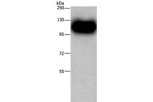 Western Blot analysis of Mouse brain tissue using MAG Polyclonal Antibody at dilution of 1:450 (MAG Antikörper)