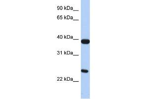 WB Suggested Anti-GPR15 Antibody Titration:  0. (GPR15 Antikörper  (N-Term))