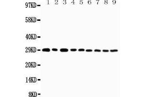 Western Blotting (WB) image for anti-Tumor Necrosis Factor Receptor Superfamily, Member 4 (TNFRSF4) (AA 29-47), (N-Term) antibody (ABIN3042883) (TNFRSF4 Antikörper  (N-Term))