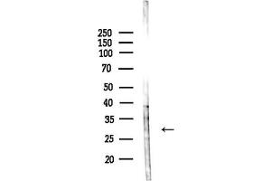 anti-RAB6C (WTH3DI) (Internal Region) antibody