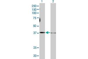 Western Blot analysis of GNAS expression in transfected 293T cell line by GNAS MaxPab polyclonal antibody. (GNAS Antikörper  (AA 1-394))