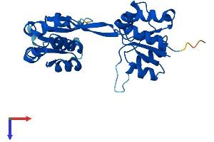 UROS Protein (AA 1-265) (His tag)