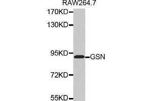 Western blot analysis of extracts of RAW264. (Gelsolin Antikörper  (AA 543-782))