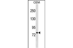 Western blot analysis in CEM cell line lysates (35ug/lane). (MUM1 Antikörper  (C-Term))