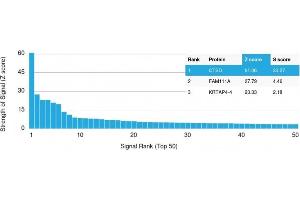 Analysis of Protein Array containing more than 19,000 full-length human proteins using Cathepsin D Mouse Monoclonal Antibody (CTSD/3082) Z- and S- Score: The Z-score represents the strength of a signal that a monoclonal antibody (MAb) (in combination with a fluorescently-tagged anti-IgG secondary antibody) produces when binding to a particular protein on the HuProtTM array. (Cathepsin D Antikörper  (AA 104-250))