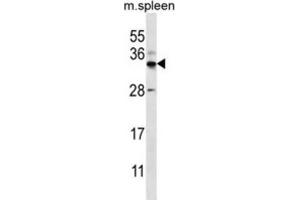 Western Blotting (WB) image for anti-Forkhead Box I2 (FOXI2) antibody (ABIN2996673) (FOXI2 Antikörper)