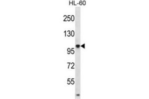 Western Blotting (WB) image for anti-Tubulin tyrosine Ligase-Like Family, Member 4 (TTLL4) antibody (ABIN2996832) (TTLL4 Antikörper)