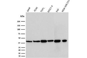 Western Blot Analysis of RAW, A549, THP1, MOLT-4, Raji, and MDA-MB-231 cell lysates using PD-L1 Mouse Monoclonal Antibody (PDL1/2746). (PD-L1 Antikörper  (AA 39-191))