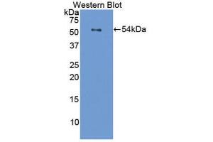 Western Blotting (WB) image for anti-Filaggrin (FLG) (AA 119-336) antibody (ABIN1858899) (Filaggrin Antikörper  (AA 119-336))