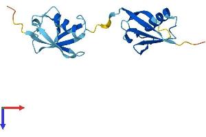 UBD Protein (AA 1-165) (His tag)