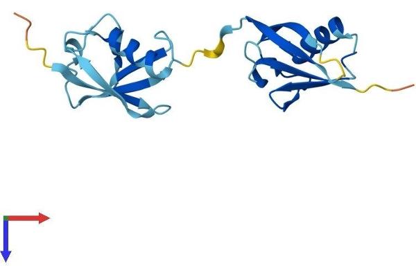 UBD Protein (AA 1-165) (His tag)