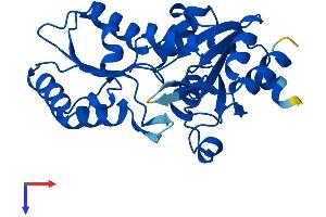 LHPP Protein (AA 1-270) (His tag)