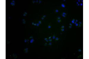 Immunofluorescence staining of Hela cells with ABIN7139984 at 1:200, counter-stained with DAPI. (OR2S2 Antikörper  (AA 262-276))